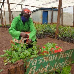 Passion Fruits: Clean Planting Materials for Better Yields, Increased Income